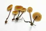 xeromphalina campanella